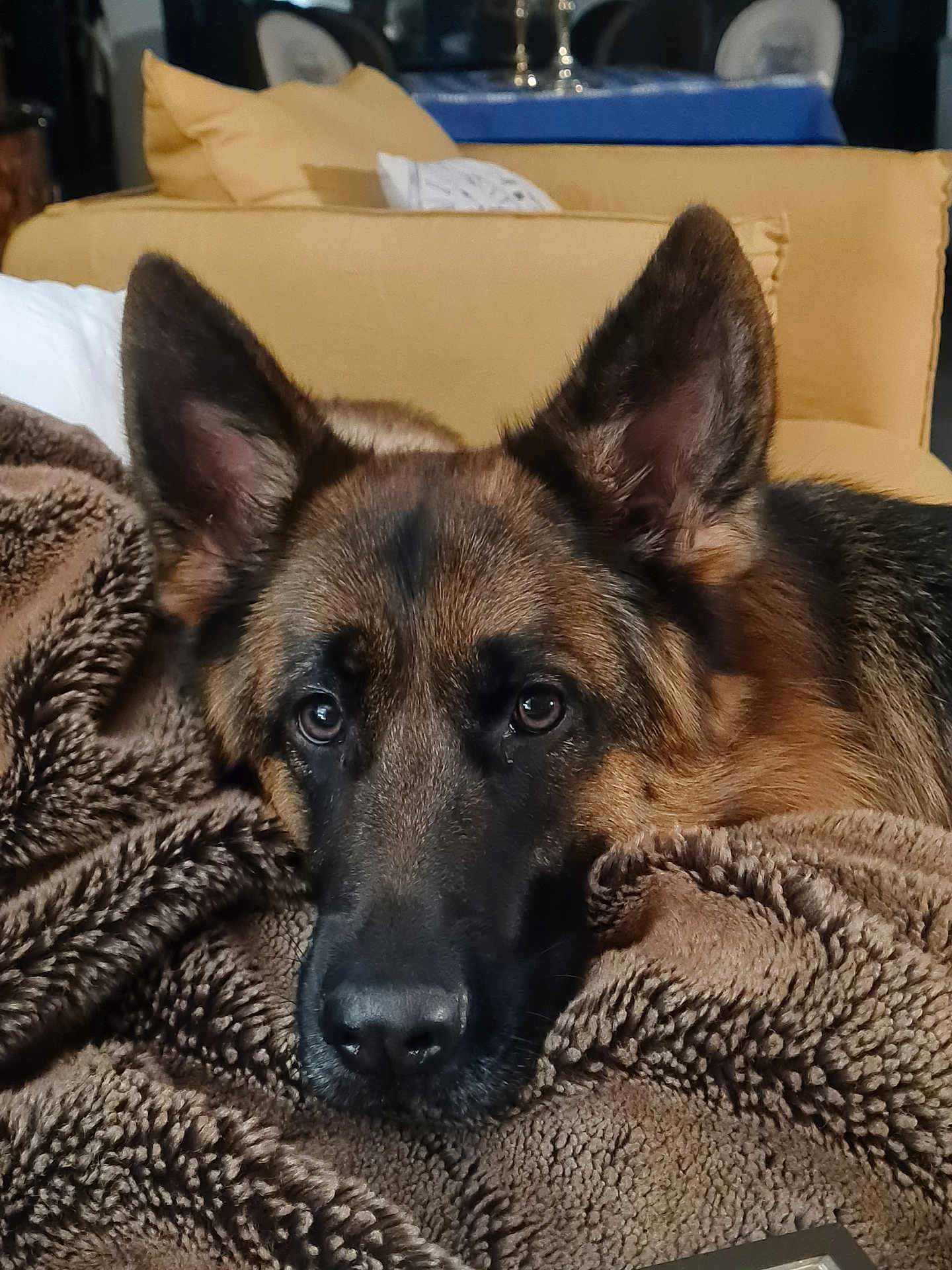 Loushka a rejoint le concours — aidez-le/la à gagner de superbes lots ! dog, german_shepherd, blanket, cozy, indoor, couch, brown, fur, pet, animal, lying_down, ears, face, snout, nose, looking, comfort, relaxed, portrait, soft