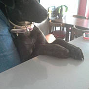 Looper participe au concours pour gagner de l'argent avec cette photo :