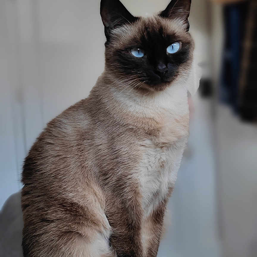 Hermione a rejoint le concours — aidez-le/la à gagner de superbes lots ! abyssinian, animal, cat, kitten, manx, pet, siamese