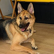 Simon is registered to the contest to win money with this photo: animal, brick_wall, canine, collar, dog, ears_up, floor, folding_chair, german_shepherd, happy, home, indoor, lying_down, mouth_open, pet, storage_bin, tongue_out, wall, wooden_floor, yellow_lid