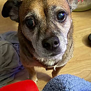 Saxon joined the competition — help win amazing prizes! dog, pet, close_up, indoor, floor, curious, brown_fur, small_dog, looking_up, ears, collar, wooden_floor, furniture, blanket, homedecor, expression, animal, companion, cute, portrait