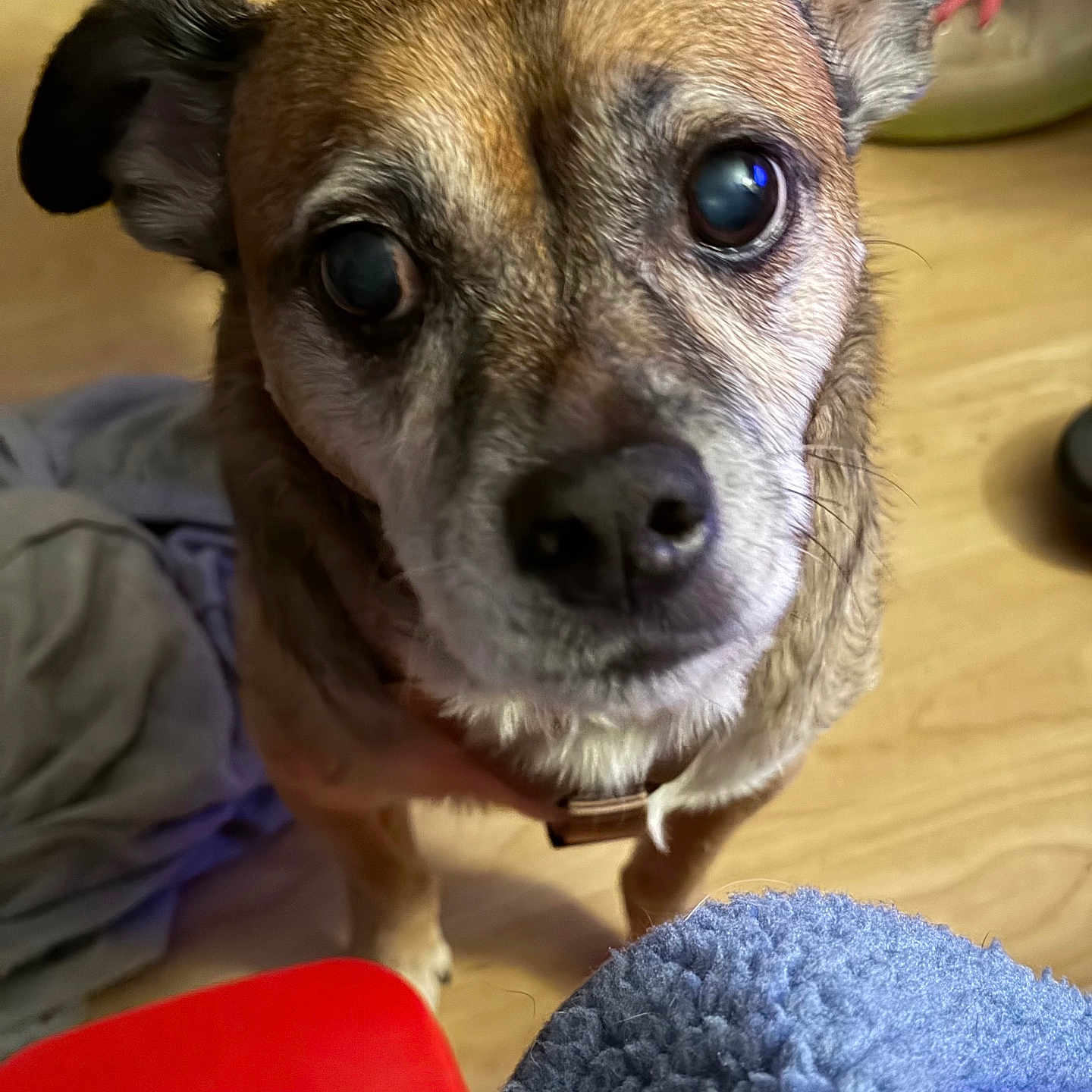 Saxon joined the competition — help win amazing prizes! dog, pet, close_up, indoor, floor, curious, brown_fur, small_dog, looking_up, ears, collar, wooden_floor, furniture, blanket, homedecor, expression, animal, companion, cute, portrait