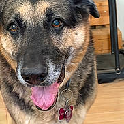 Sebastian is registered to the contest to win money with this photo: animal, brown_eyes, canine, close_up, collar, dog, domestic_animal, floor, friendly, fur, german_shepherd, happy, indoor, looking_at_camera, mammal, pet, portrait, tag, tongue_out, wooden_furniture