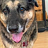 animal, brown_eyes, canine, close_up, collar, dog, domestic_animal, floor, friendly, fur, german_shepherd, happy, indoor, looking_at_camera, mammal, pet, portrait, tag, tongue_out, wooden_furniture