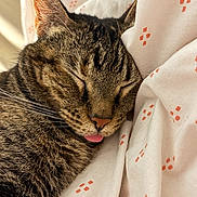 Penny joined the competition — help win amazing prizes! animal, blanket, cat, closeup, cozy, cute, domestic_cat, ears, fur, indoor, nap, orange_pattern, pet, relaxed, resting, sleeping, tabby, tongue_out, whiskers, white