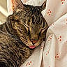 animal, blanket, cat, closeup, cozy, cute, domestic_cat, ears, fur, indoor, nap, orange_pattern, pet, relaxed, resting, sleeping, tabby, tongue_out, whiskers, white