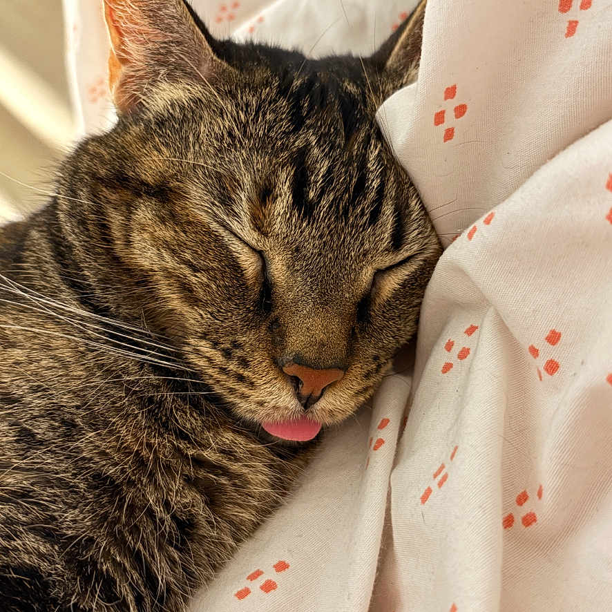 Penny