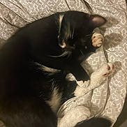 Tooky participe au concours pour gagner de l'argent avec cette photo : cat, black_and_white, pet, animal, feline, paw, sleeping, resting, blanket, bed, cute, indoor, cozy, fur, whiskers, tail, domestic_animal, relaxing, soft, patterned