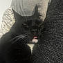 Tooky participe au concours pour gagner de l'argent avec cette photo : cat, black_cat, sleeping, tongue_out, whiskers, close_up, cozy, blanket, couch, indoor, pet, feline, resting, cute, fur, animal, domestic_animal, mammal, nose, face