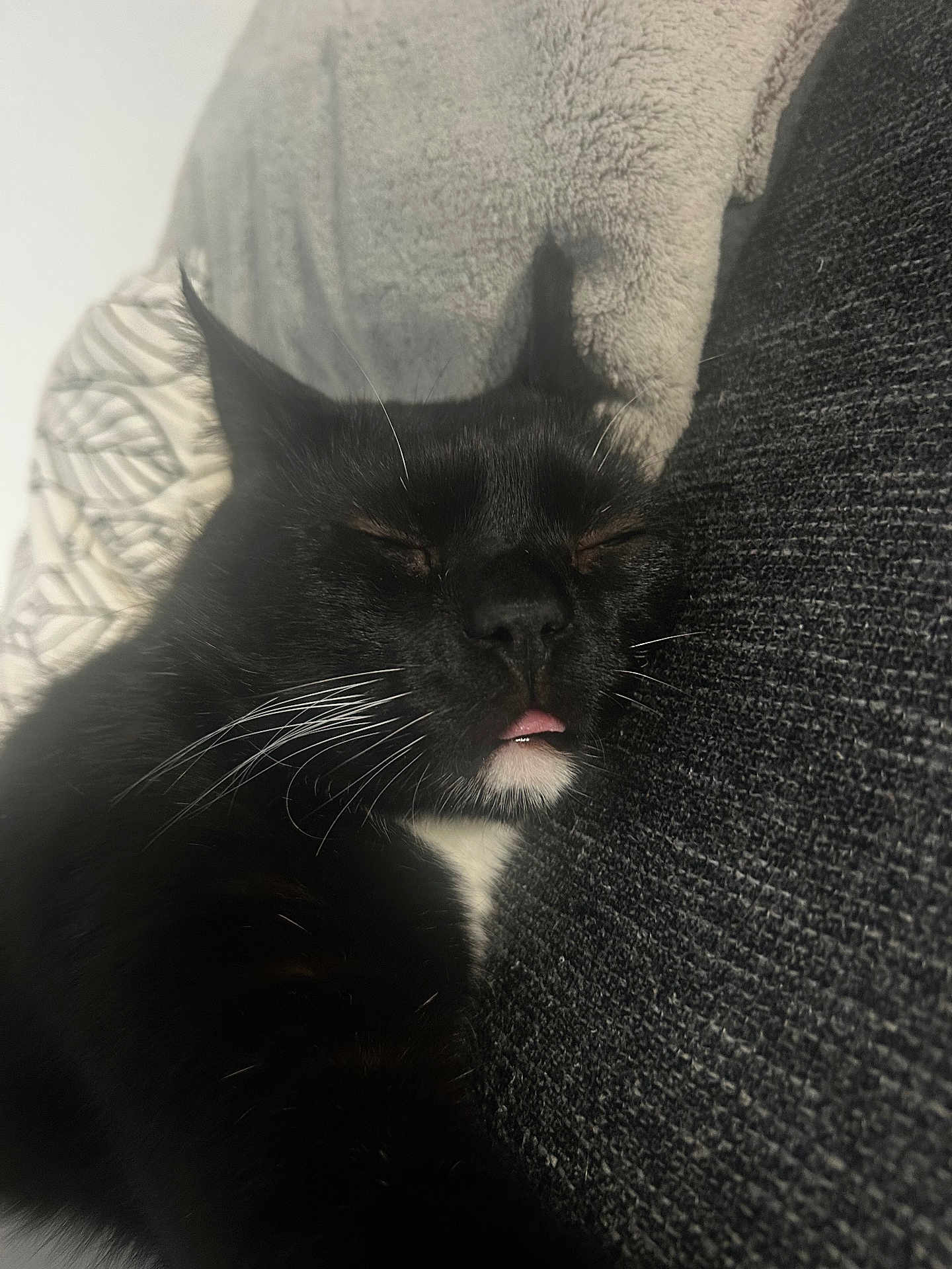 Tooky