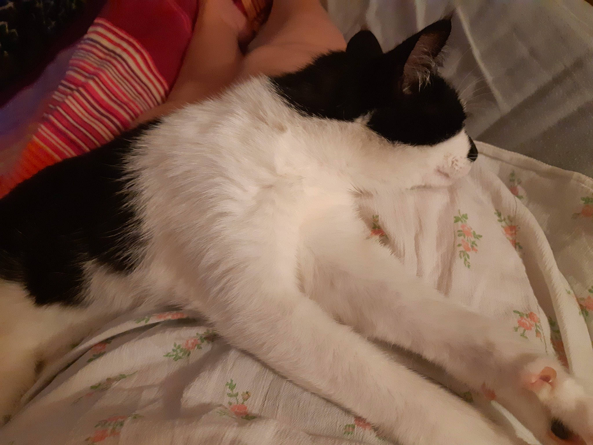 Panda participe au concours pour gagner de l'argent avec cette photo : carnivore, cat, felidae, fur, nap, paw, small_to_medium_sized_cats, tail, whiskers