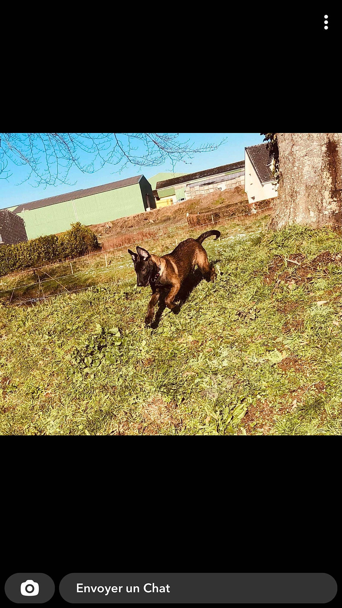 Locky a rejoint le concours — aidez-le/la à gagner de superbes lots ! companion_dog, dog_breed, fawn, felidae, grass, grassland, happy, landscape, lawn, natural_landscape, pasture, people_in_nature, plant, rectangle, sky, tail, terrestrial_animal, tints_and_shades, tree, wood