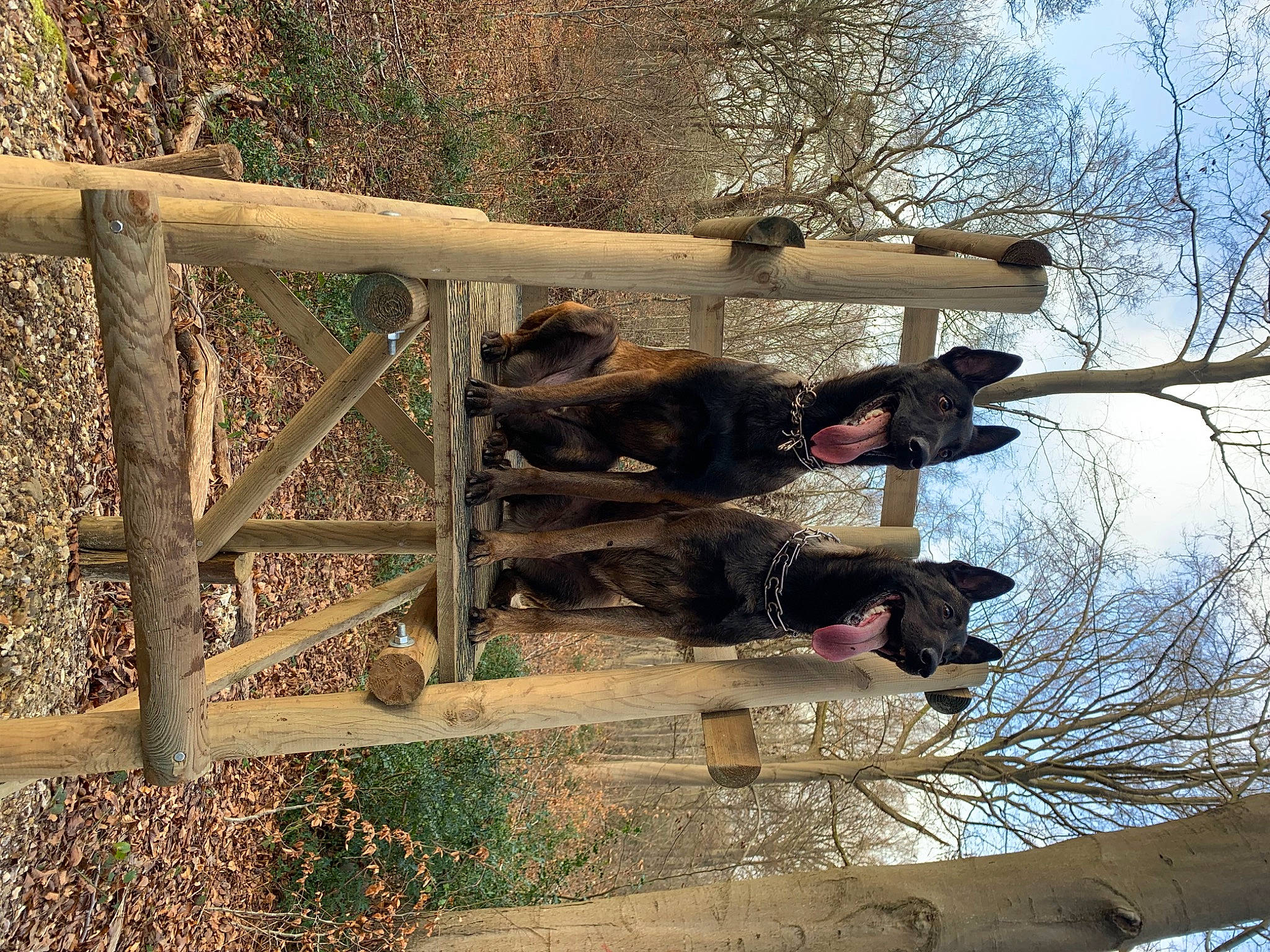 Locky a rejoint le concours — aidez-le/la à gagner de superbes lots ! cloud, metal, plant, sky, soil, terrestrial_animal, tints_and_shades, tree, trunk, twig, wood