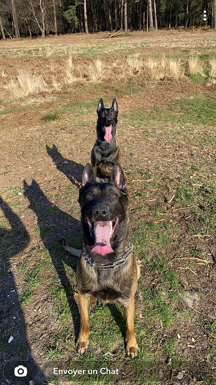 Locky a rejoint le concours — aidez-le/la à gagner de superbes lots ! canidae, carnivore, dog, dog_breed, dog_supply, east_european_shepherd, german_shepherd_dog, grass, guard_dog, herding_dog, hunting_dog, king_shepherd, old_german_shepherd_dog, plant, soil, sporting_group, tail, tree, working_animal, working_dog