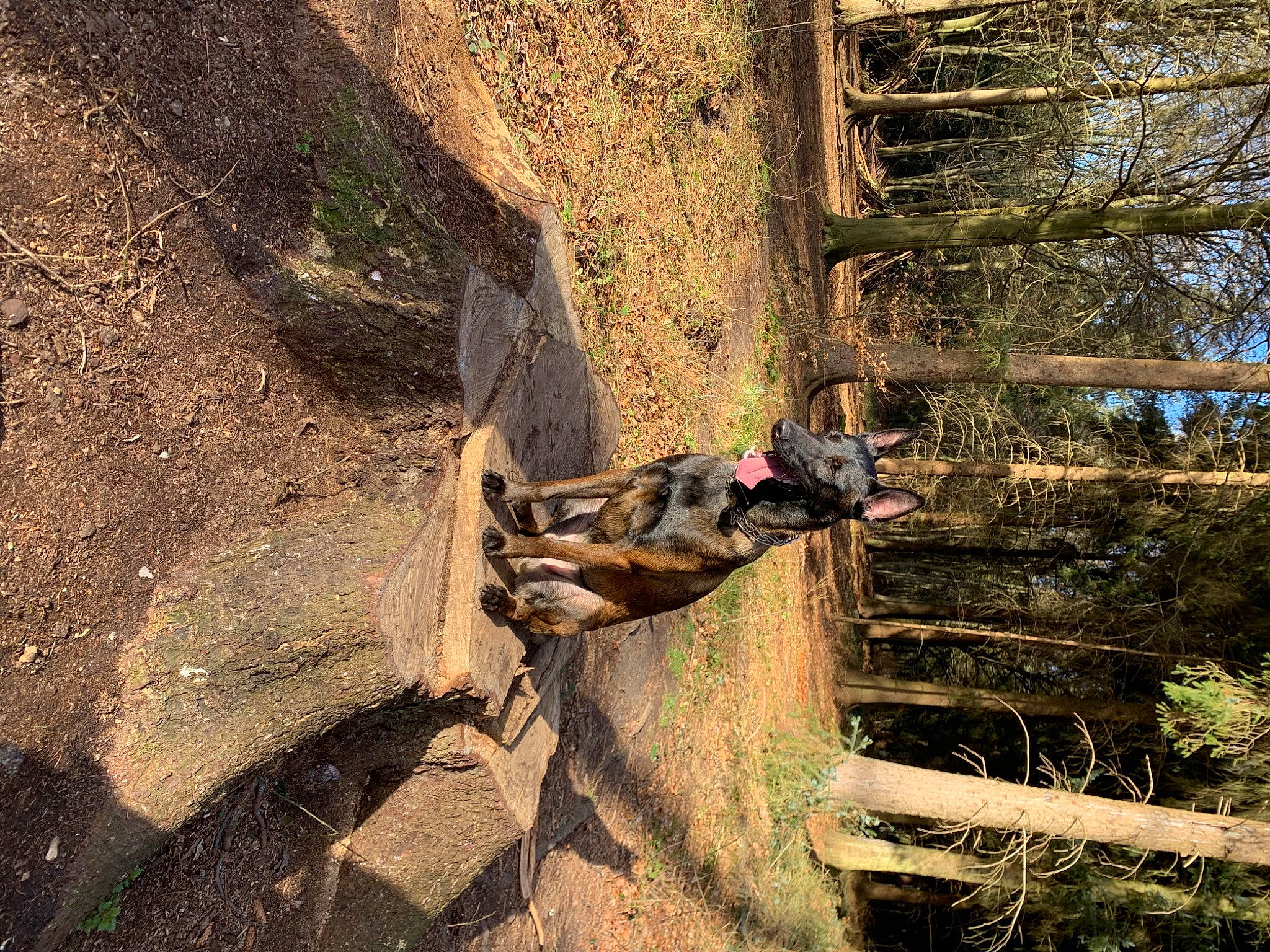 Locky a rejoint le concours — aidez-le/la à gagner de superbes lots ! adventure, bedrock, bicycle_wheel, climbing_harness, extreme_sport, forest, landscape, northern_hardwood_forest, plant, recreation, rock, rock_climbing_equipment, soil, sport_climbing, tire, tree, trunk, wheel, wood, woodland