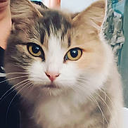 Evolie participe au concours pour gagner de l'argent avec cette photo : cat, close_up, pet, animal, feline, whiskers, yellow_eyes, fur, portrait, indoor, curious, mammal, face, cute, domestic_animal, soft, nose, ears, looking, furry