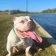 Ava is registered to the contest to win money with this photo: animal, blue_sky, canine, closeup, collar, daytime, dog, friendly, grass, happy, nature, outdoor, pet, playful, sitting, smiling, sunny, tongue_out, water, white_dog