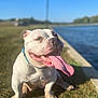 animal, blue_sky, canine, closeup, collar, daytime, dog, friendly, grass, happy, nature, outdoor, pet, playful, sitting, smiling, sunny, tongue_out, water, white_dog