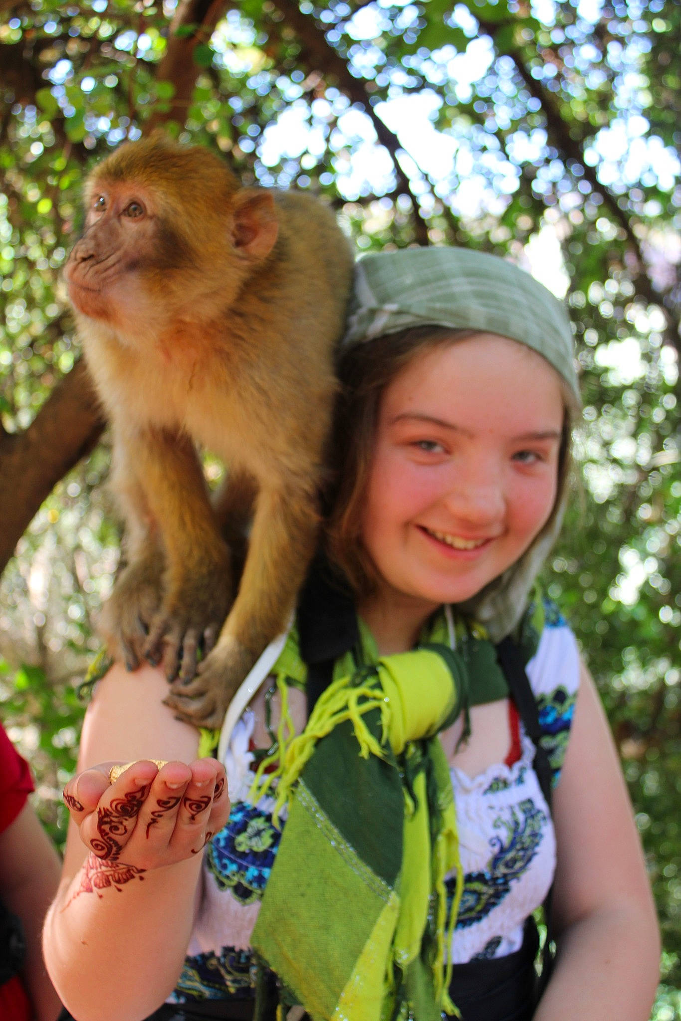 Colombe a rejoint le concours — aidez-le/la à gagner de superbes lots ! adaptation, fawn, japanese_macaque, joy, macaque, new_world_monkey, old_world_monkey, person, primate, rhesus_macaque, wildlife