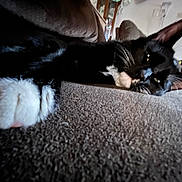 Avocado is registered to the contest to win money with this photo: animal, black_and_white, cat, close_up, couch, cozy, domestic, feline, fur, home, indoor, living_room, paw, pet, relaxed, resting, sleepy, texture, tuxedo_cat, whiskers