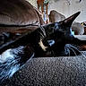 Avocado joined the competition — help win amazing prizes! animal, black_cat, cat, close_up, couch, cozy, domestic, fur, furniture, home, indoor, living_room, nap, paw, pet, relaxed, resting, sleeping, whiskers, white_paw