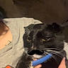 Avocado is registered to the contest to win money with this photo: animal, black_cat, casual_clothing, cat, closeup, collar, couch, face, feline, fur, hand, holding, home, indoor, mustache_sticker, person, pet, relaxing, whiskers, white_fur