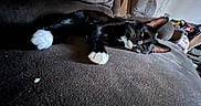 Avocado is registered to the contest to win money with this photo: animal, black_cat, cat, couch, cozy, domestic, ears, fur, furniture, household, indoor, living_room, lying_down, mammal, paw, pet, relaxed, resting, whiskers, white_paws