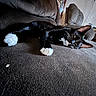 animal, black_cat, cat, couch, cozy, domestic, ears, fur, furniture, household, indoor, living_room, lying_down, mammal, paw, pet, relaxed, resting, whiskers, white_paws