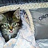 Romy participe au concours pour gagner de l'argent avec cette photo : kitten, cat, tabby, blanket, cozy, indoors, pet, cute, fur, animal, face, ears, whiskers, soft, nest, resting, expression, mouth_open, small, comfortable