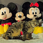 Romy participe au concours pour gagner de l'argent avec cette photo : cat, tabby_cat, plush_toys, mickey_mouse, minnie_mouse, stuffed_animals, indoor, feline, toy_collection, cozy, soft_fabric, striped_fur, relaxed, pet, animal, cute, sitting, yellow, red, black