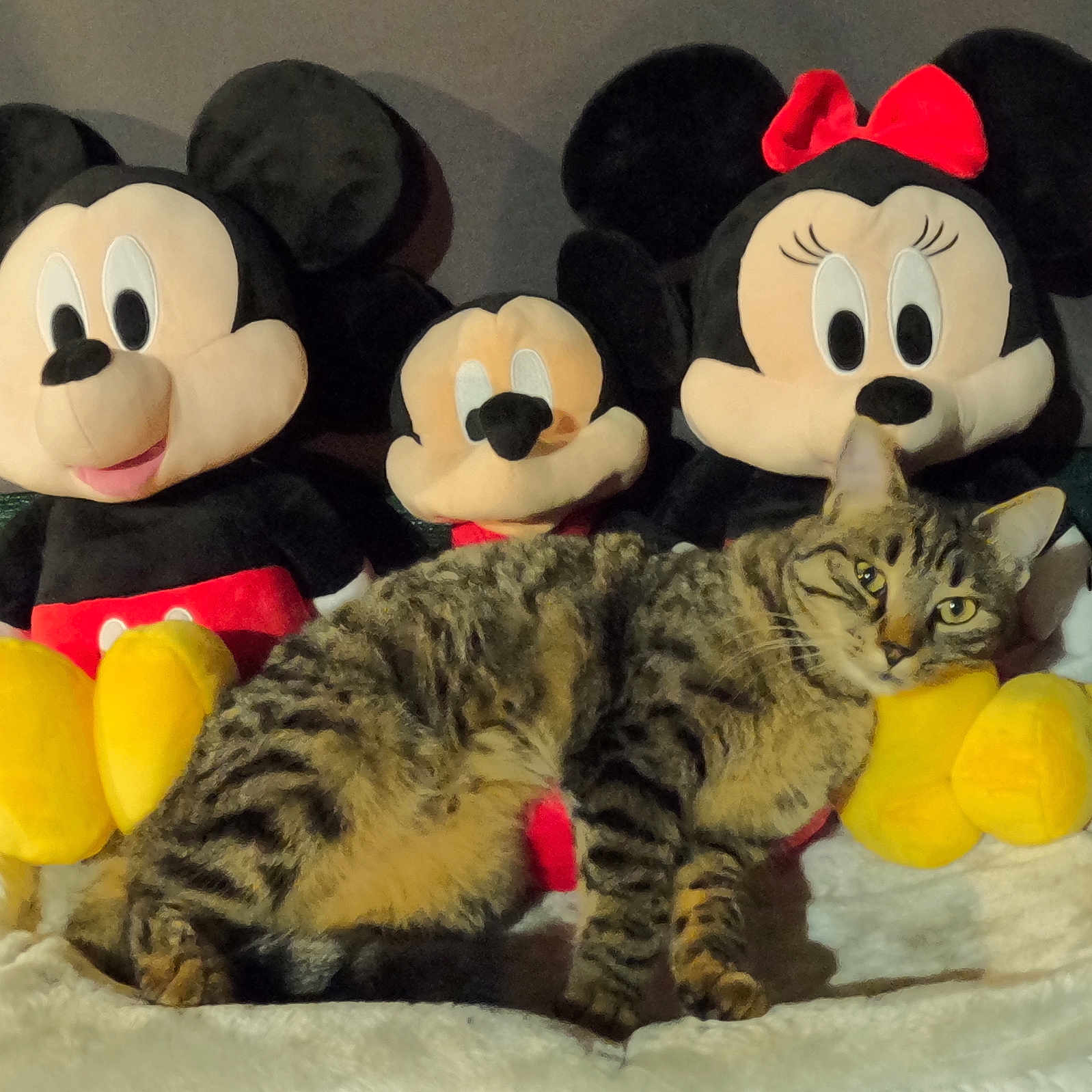 Romy participe au concours pour gagner de l'argent avec cette photo : cat, tabby_cat, plush_toys, mickey_mouse, minnie_mouse, stuffed_animals, indoor, feline, toy_collection, cozy, soft_fabric, striped_fur, relaxed, pet, animal, cute, sitting, yellow, red, black