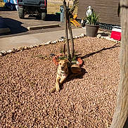 Mortisha joined the competition — help win amazing prizes! dog, gravel, tree, potted_plant, outdoor, sunlight, vehicle, yard, fence, building, cooling_box, shadow, plant, ground, resting, nature, pet, summer, daytime, relaxed