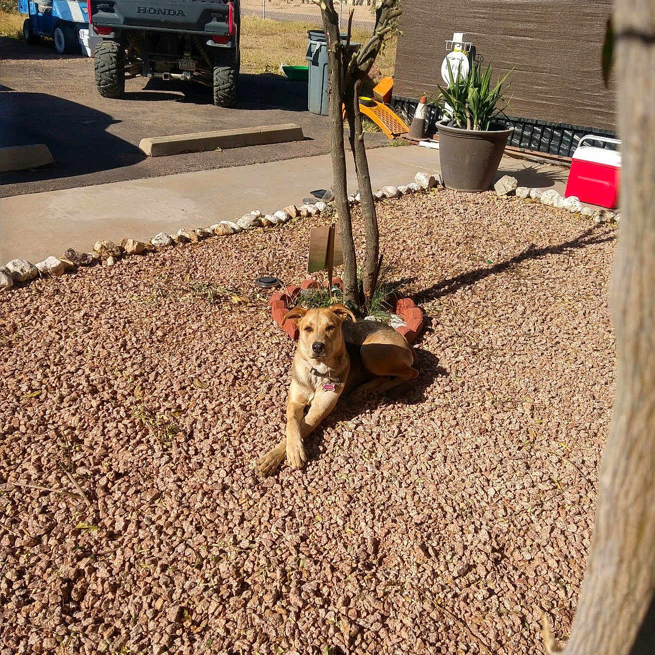 Mortisha joined the competition — help win amazing prizes! building, cooling_box, daytime, dog, fence, gravel, ground, nature, outdoor, pet, plant, potted_plant, relaxed, resting, shadow, summer, sunlight, tree, vehicle, yard