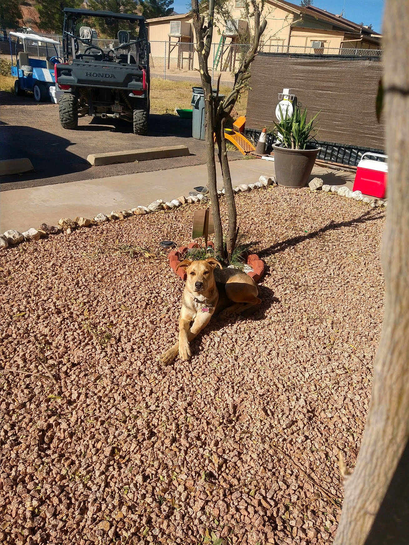Mortisha joined the competition — help win amazing prizes! dog, gravel, tree, potted_plant, outdoor, sunlight, vehicle, yard, fence, building, cooling_box, shadow, plant, ground, resting, nature, pet, summer, daytime, relaxed