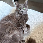 Ruby a rejoint le concours — aidez-le/la à gagner de superbes lots ! cat, gray_cat, fluffy_fur, green_eyes, pet, animal, relaxed, indoor, soft_blanket, texture, close_up, portrait, feline, paw, resting, cozy, whiskers, cute, domestic_animal, lying_down