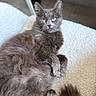 cat, gray_cat, fluffy_fur, green_eyes, pet, animal, relaxed, indoor, soft_blanket, texture, close_up, portrait, feline, paw, resting, cozy, whiskers, cute, domestic_animal, lying_down