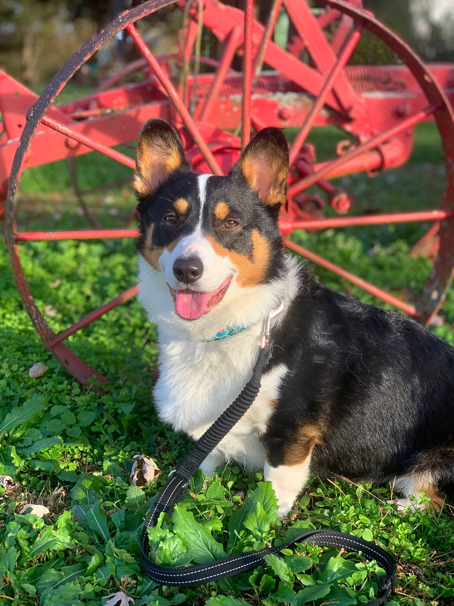 Cowboy is registered to the contest to win money with this photo: art, bowl, canidae, carnivore, chair, collar, companion_dog, dog, dog_breed, dog_supply, fashion_accessory, grass, herding_dog, leash, plant, puppy, spoke, sporting_group, working_animal, working_dog