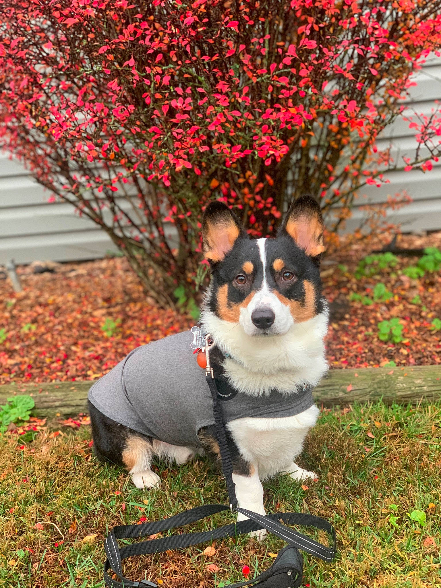 Cowboy joined the competition — help win amazing prizes! art, canidae, carnivore, collar, companion_dog, deciduous, dog, dog_breed, dog_supply, fawn, grass, plant, sporting_group, tail, terrier, tints_and_shades, toy_dog, tree, twig, working_animal