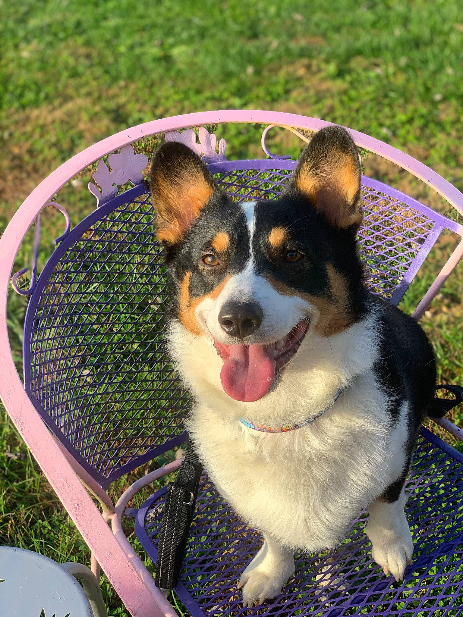 Cowboy joined the competition — help win amazing prizes! canidae, carnivore, collar, companion_dog, dog, dog_breed, grass, herding_dog, paw, plant, snout, sporting_group, terrestrial_animal, whiskers, working_animal, working_dog