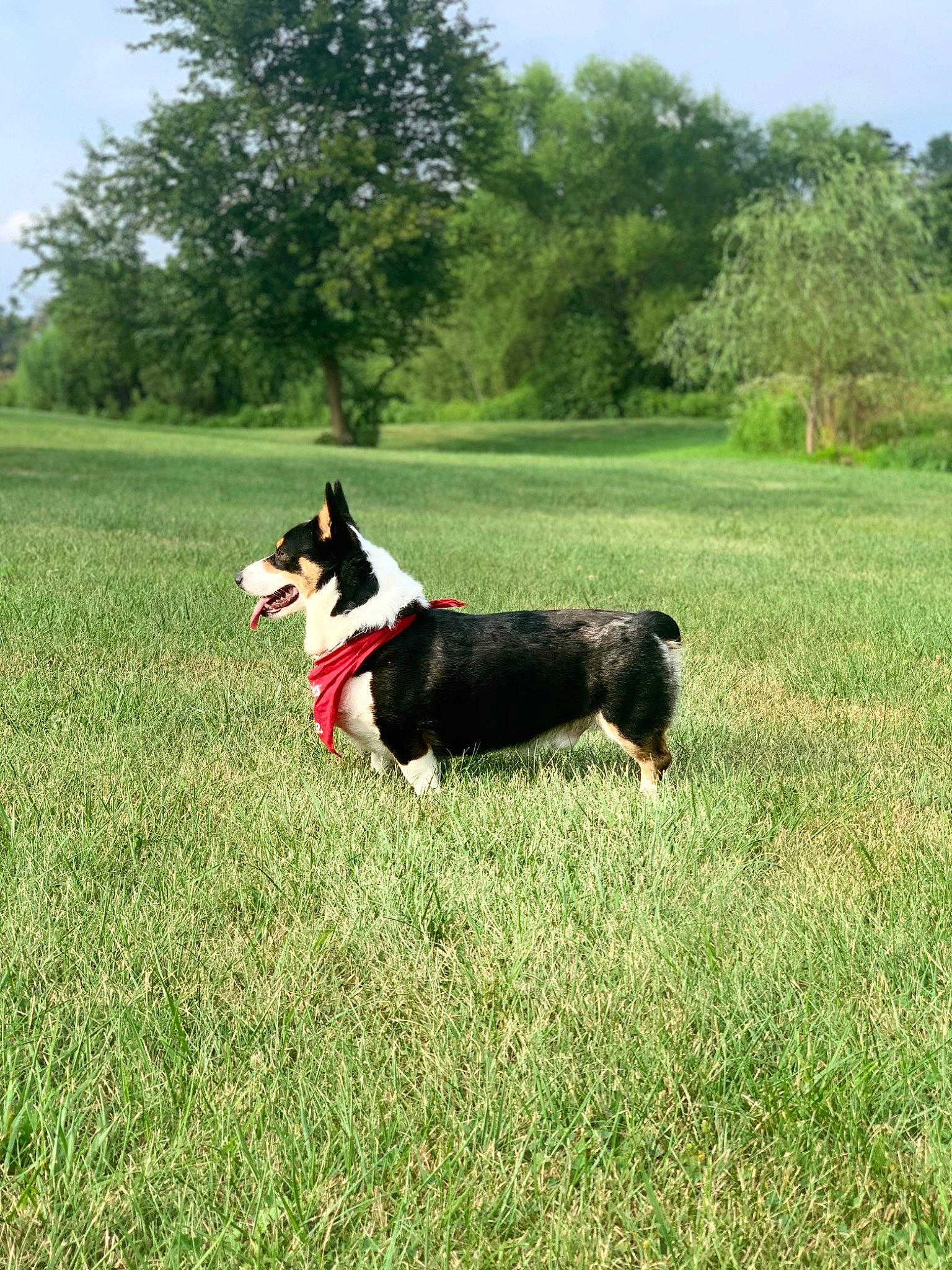 Cowboy is registered to the contest to win money with this photo: canidae, carnivore, companion_dog, dog, dog_breed, dog_sports, field, grass, grassland, herding_dog, landscape, pasture, plant, recreation, sky, sporting_group, tail, tree, working_animal, working_dog