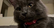 Milly joined the competition — help win amazing prizes! cat, gray_cat, fluffy, pet, indoor, collar, bell, close_up, portrait, feline, whiskers, ears, curious, animal, domestic, yellow_eyes, soft_light, fur, face, looking