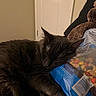 Milly is registered to the contest to win money with this photo: cat, sleeping, indoor, snack_bag, door, furniture, brown, black_cat, pet, cozy, resting, paws, fur, closeup, quiet, relaxed, animal, domestic, cute, napping