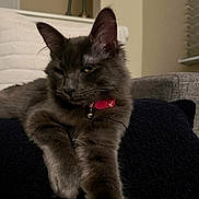 Milly joined the competition — help win amazing prizes! cat, gray_cat, pet, feline, indoor, couch, cushion, collar, bell, relaxed, stretching, fur, whiskers, ears, paw, domestic_animal, house, furniture, resting, closeup