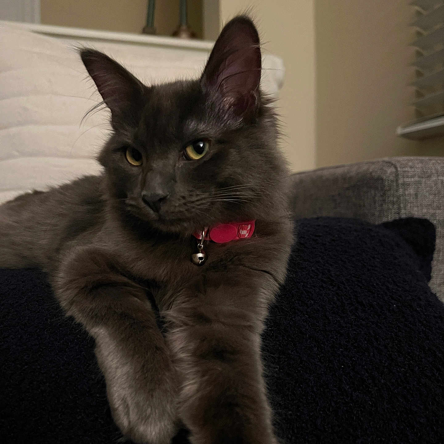 Milly is registered to the contest to win money with this photo: cat, gray_cat, pet, feline, indoor, cushion, collar, relaxed, paw, fur, animal, mammal, home, cozy, closeup, portrait, resting, yellow_eyes, whiskers, soft_light