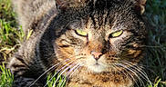Grisouille participe au concours pour gagner de l'argent avec cette photo : cat, tabby_cat, animal, pet, grass, outdoor, sunlight, feline, whiskers, ears, greenery, nature, mammal, relaxing, close_up, portrait, daylight, fur, paw