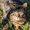 cat, tabby_cat, animal, pet, grass, outdoor, sunlight, feline, whiskers, ears, greenery, nature, mammal, relaxing, close_up, portrait, daylight, fur, paw