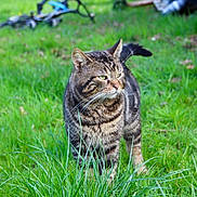 Grisouille a rejoint le concours — aidez-le/la à gagner de superbes lots ! cat, tabby_cat, grass, outdoor, pet, animal, greenery, feline, nature, mammal, garden, walking, fur, whiskers, ears, tail, daylight, closeup, alert, background