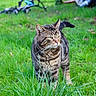 cat, tabby_cat, grass, outdoor, pet, animal, greenery, feline, nature, mammal, garden, walking, fur, whiskers, ears, tail, daylight, closeup, alert, background