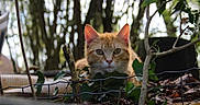 Aston participe au concours pour gagner de l'argent avec cette photo : cat, ginger_cat, animal, pet, outdoor, nature, greenery, leaves, fence, garden, tree, branch, closeup, animal_face, curious, wildlife, focus, daylight, mammal, eyes