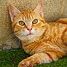 Aston a rejoint le concours — aidez-le/la à gagner de superbes lots ! cat, orange_tabby, grass, concrete_wall, pet, animal, feline, whiskers, outdoor, resting, curious, closeup, fur, paw, ears, eyes, nature, cute, young, domestic_cat